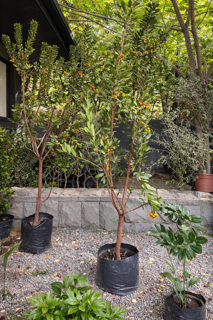 Madroño (Arbutus Unedo)