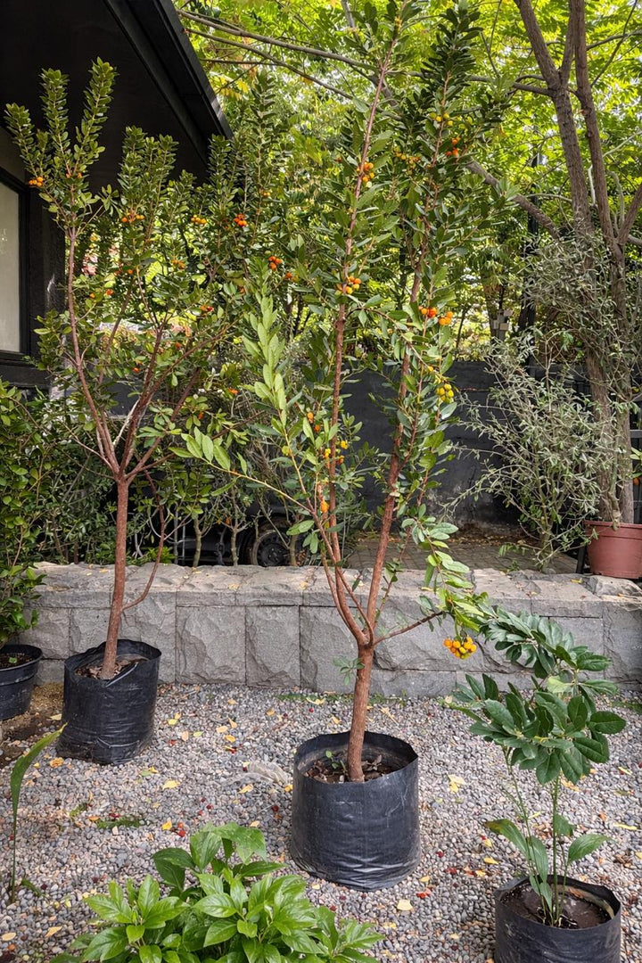 Madroño (Arbutus Unedo)