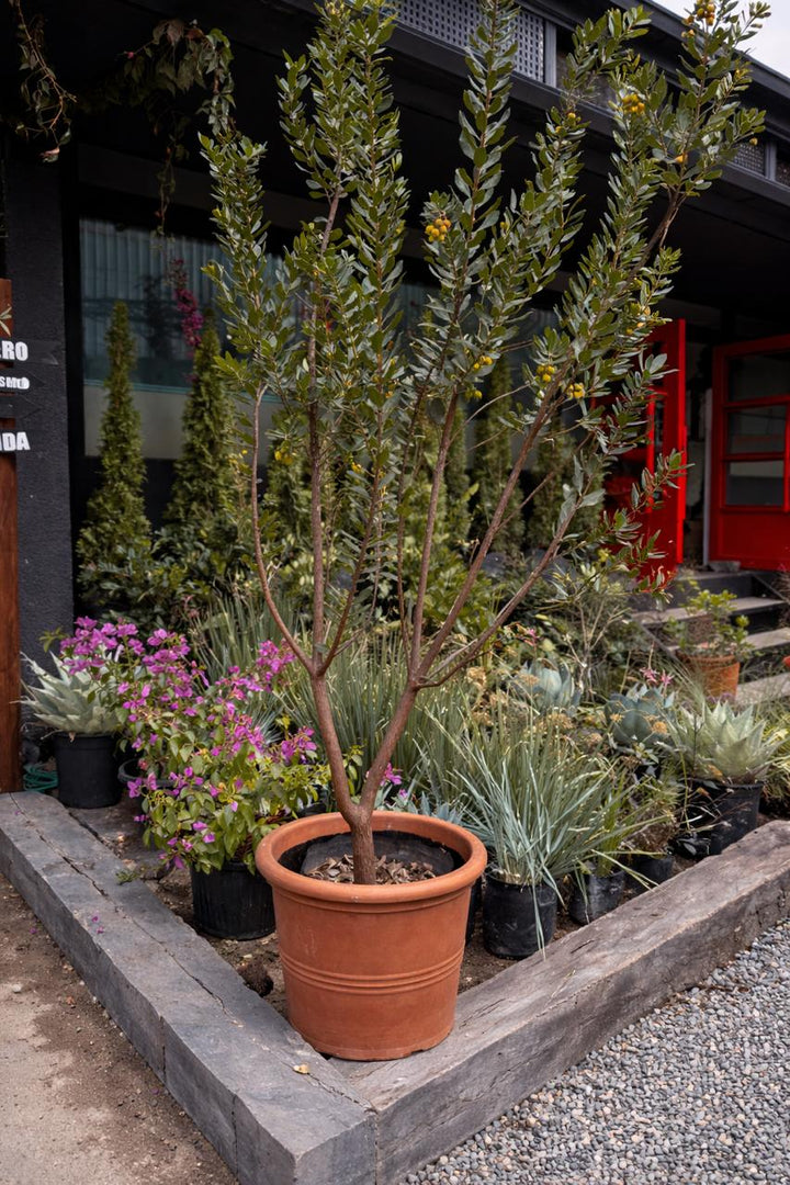 Madroño (Arbutus Unedo)