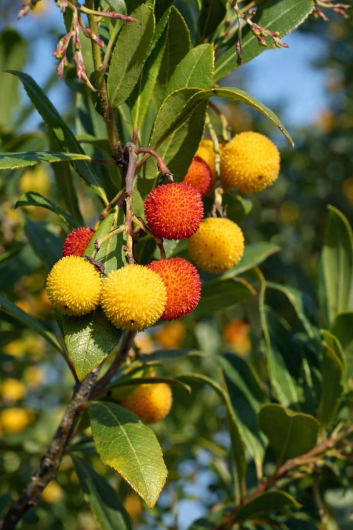 Madroño (Arbutus Unedo)