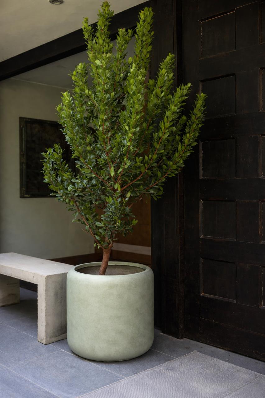 Madroño (Arbutus Unedo)