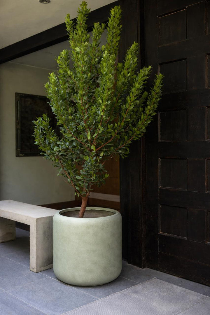 Madroño (Arbutus Unedo)