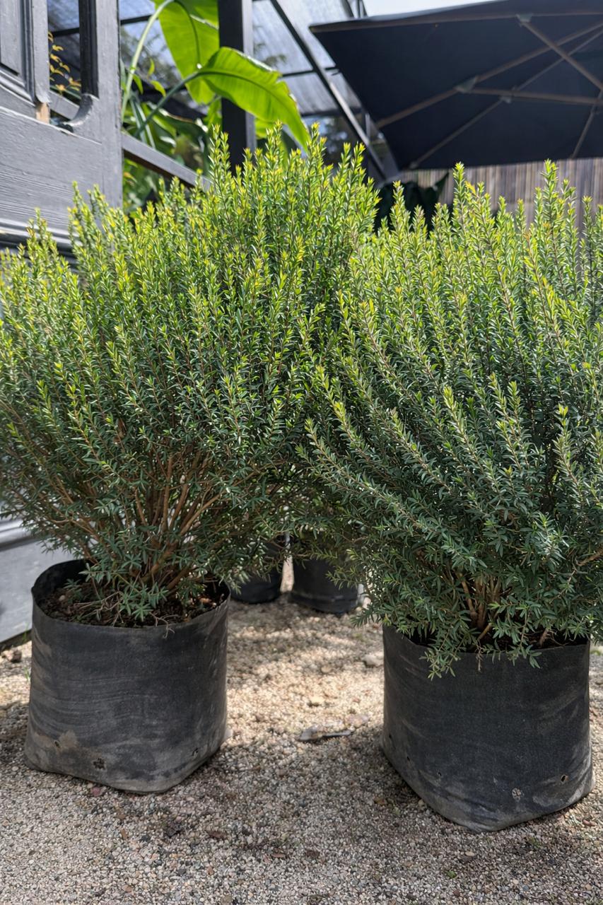 Mirto (Myrtus communis)
