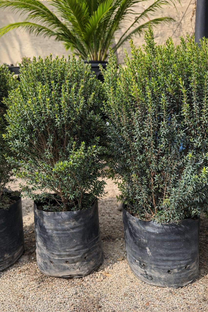 Mirto (Myrtus communis)
