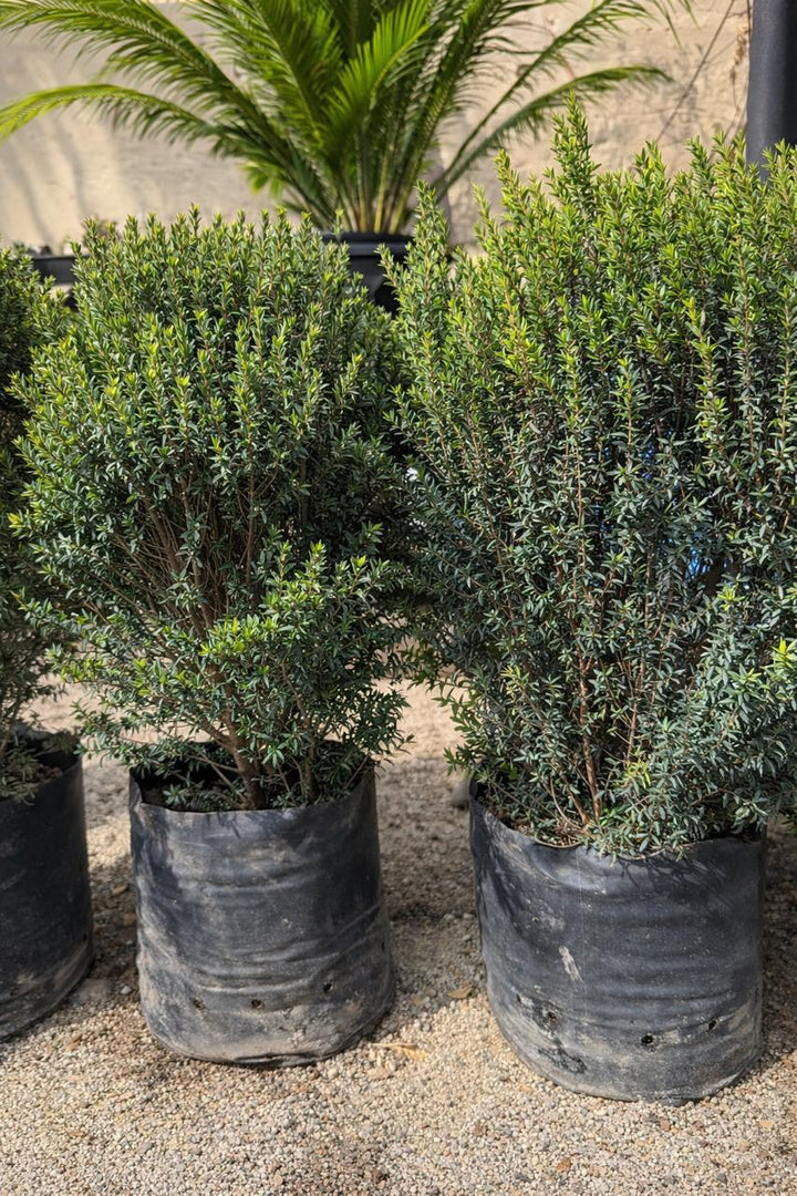 Mirto (Myrtus communis)