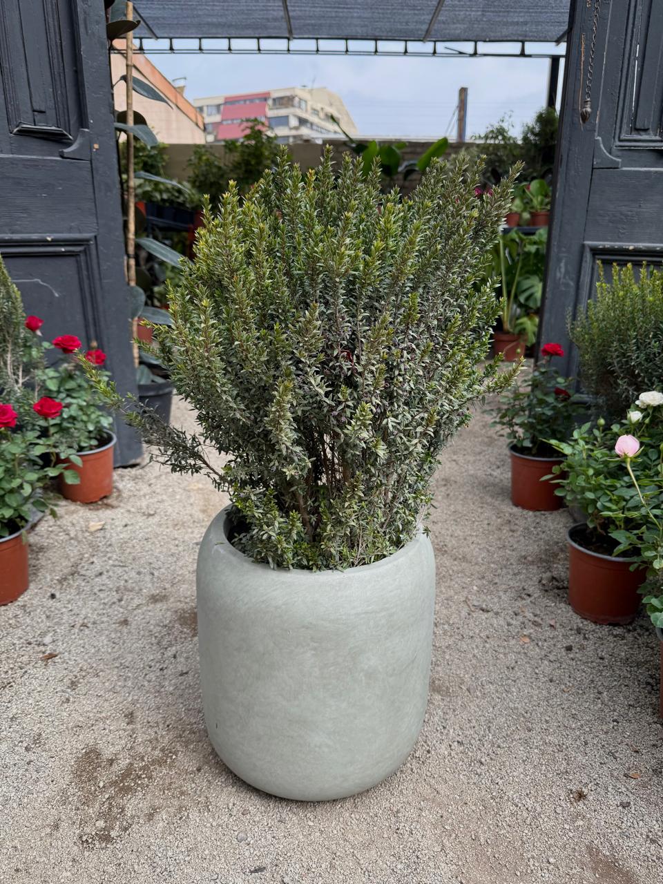 Mirto (Myrtus communis)