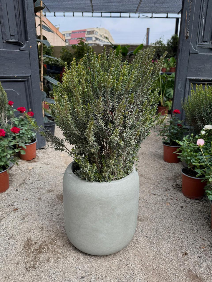 Mirto (Myrtus communis)