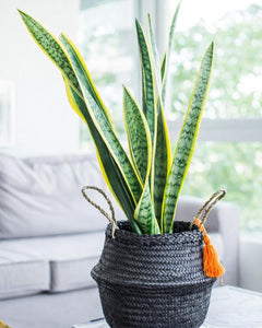 Susan XL (Sansevieria)