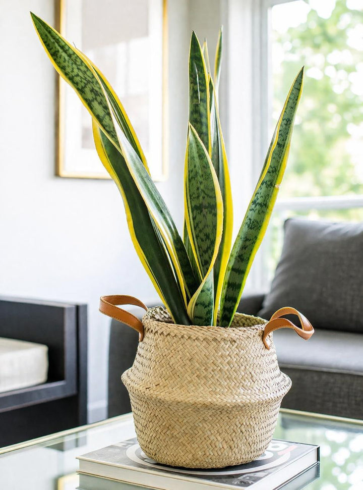 Susan XL (Sansevieria)
