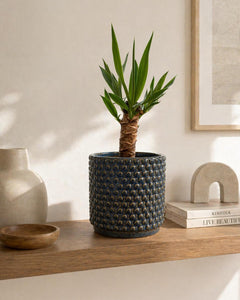 Baby Yolanda M (Yucca)