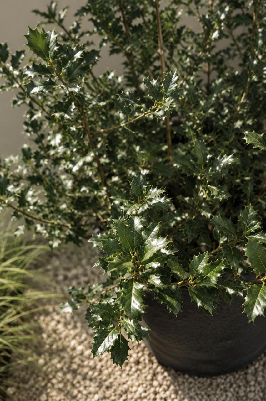 Acebo (Ilex)