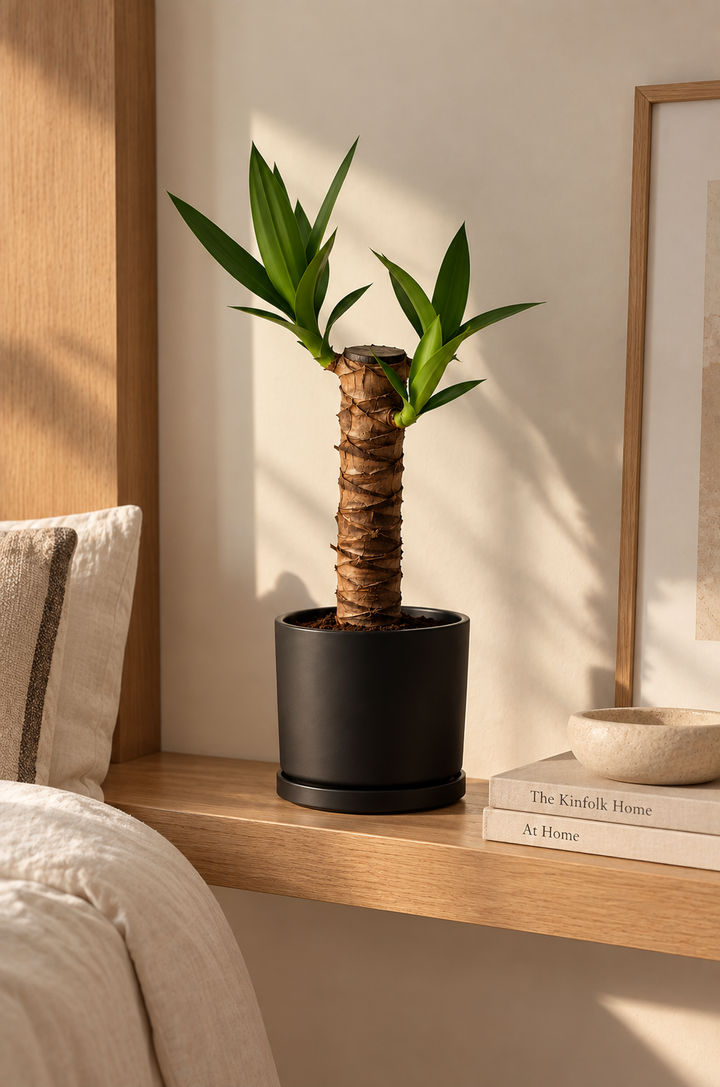 Baby Yolanda M (Yucca)