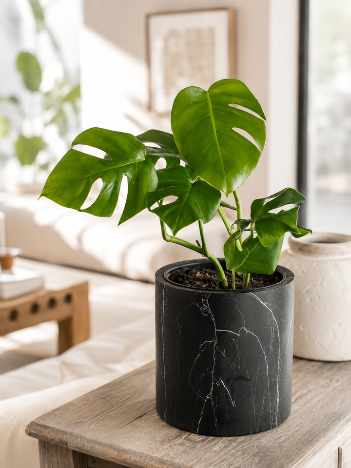 Mariana L (Monstera Deliciosa)