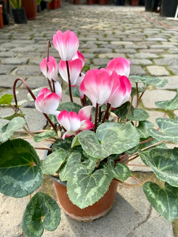 Violeta de Persia (Cyclamen)