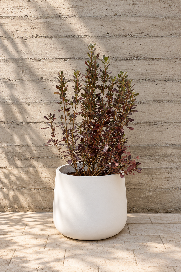 Osmar (Coprosma Chocolate)