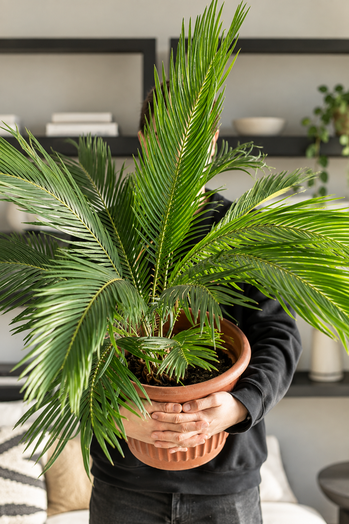 Cindy XL (Palmera Cyca)