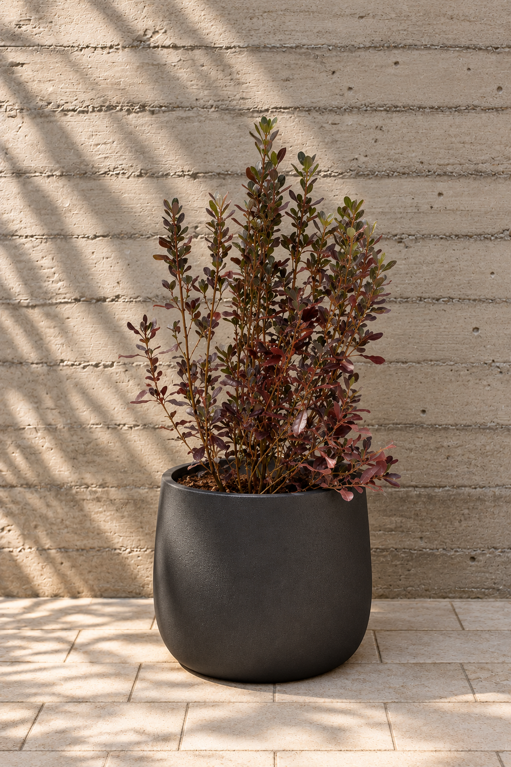 Osmar (Coprosma Chocolate)