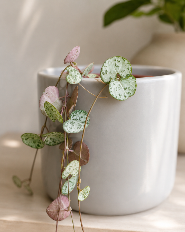 Cameron (Ceropegia Woodii M)