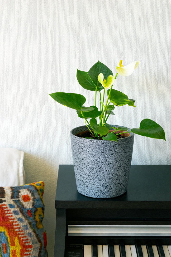 Antonella M (Anturio Blanco)