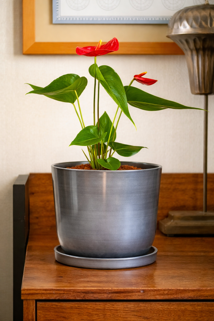 Antonella M (Anturio Rojo)