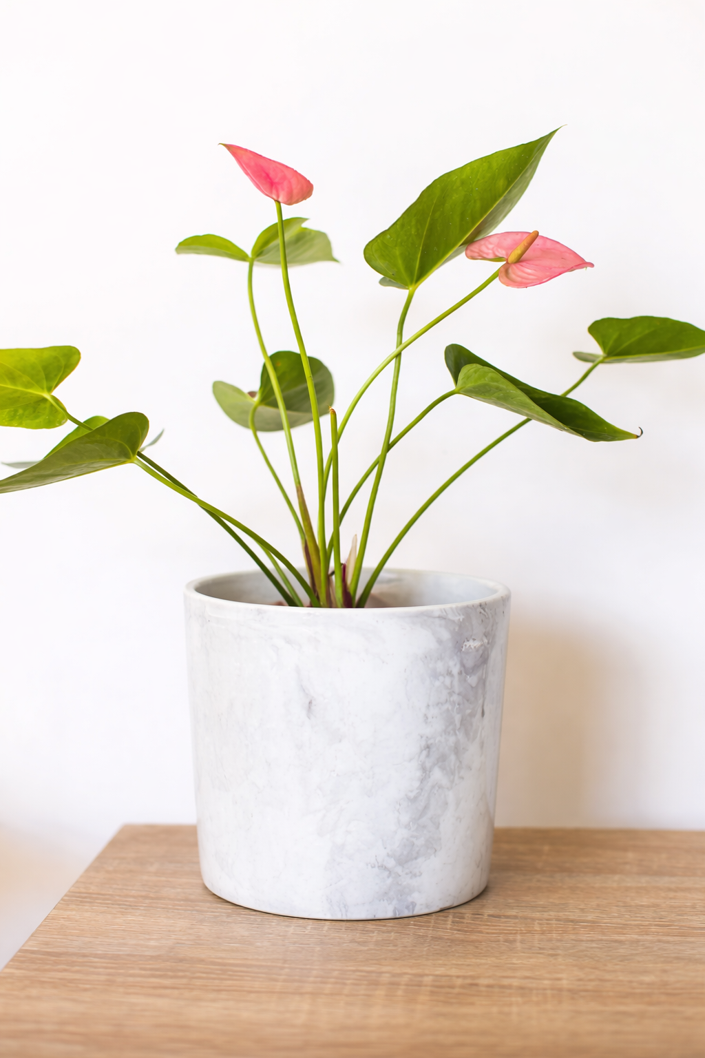 Antonella M (Anturio Rosado)