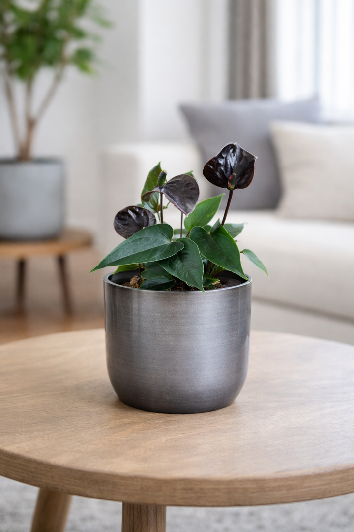 Antonella M (Anturio Morado)