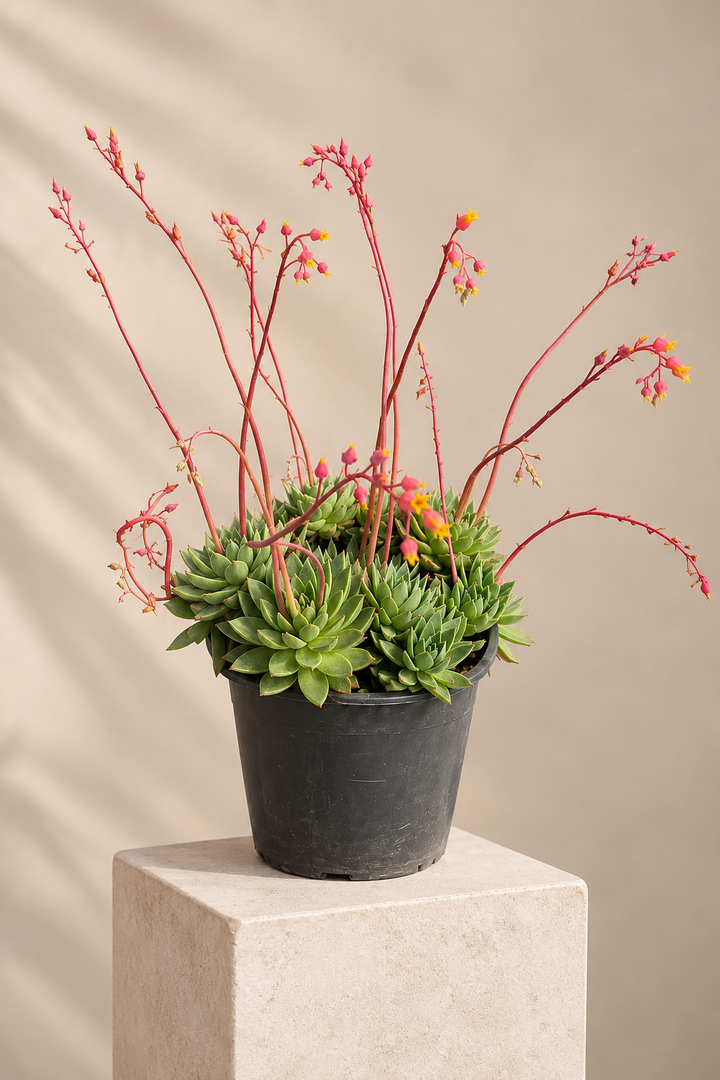 Echeveria Gigante 3 años