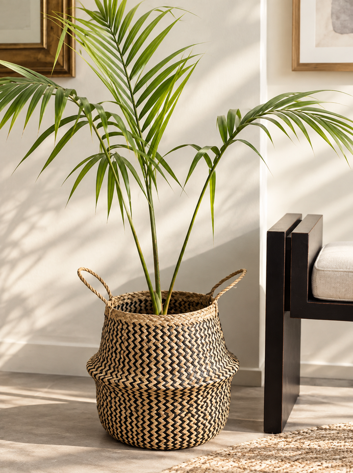 Kenny XL (Palmera Kentia)