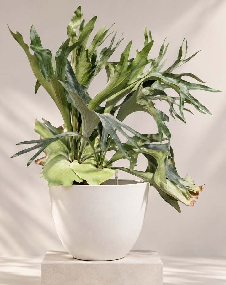 Cuerno de Alce 4 años (Platycerium)