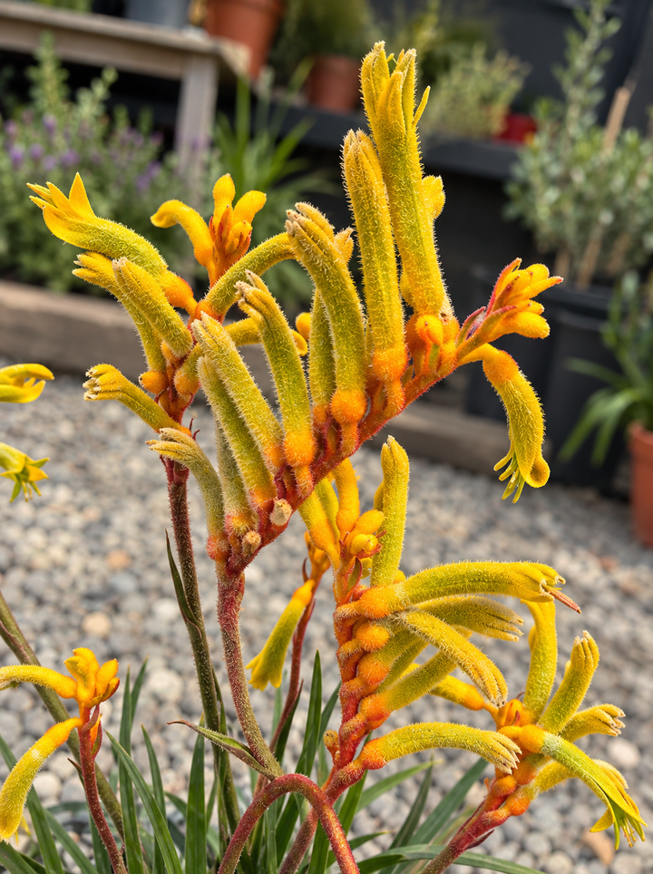 Anigozantho Amarillo