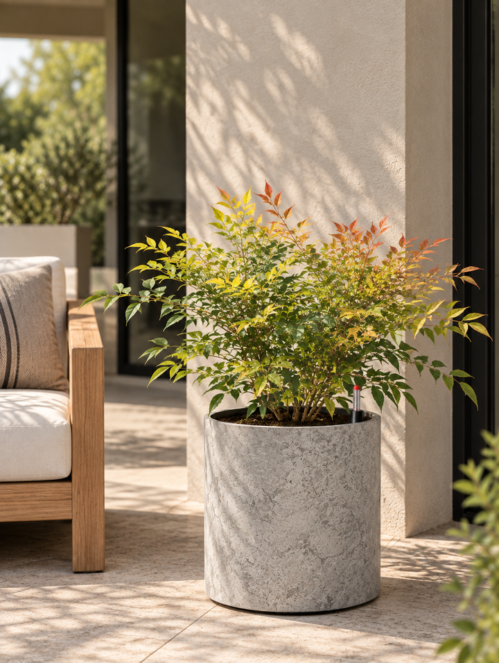 Nandina L