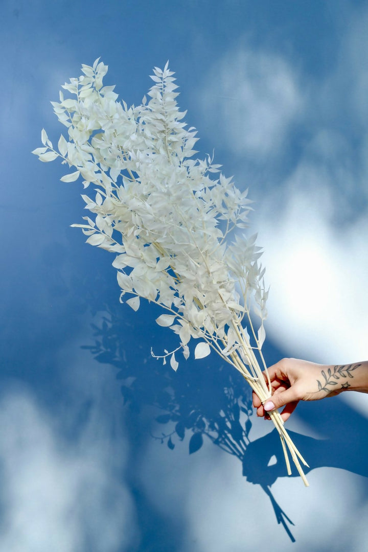 RUSCUS BLANCO