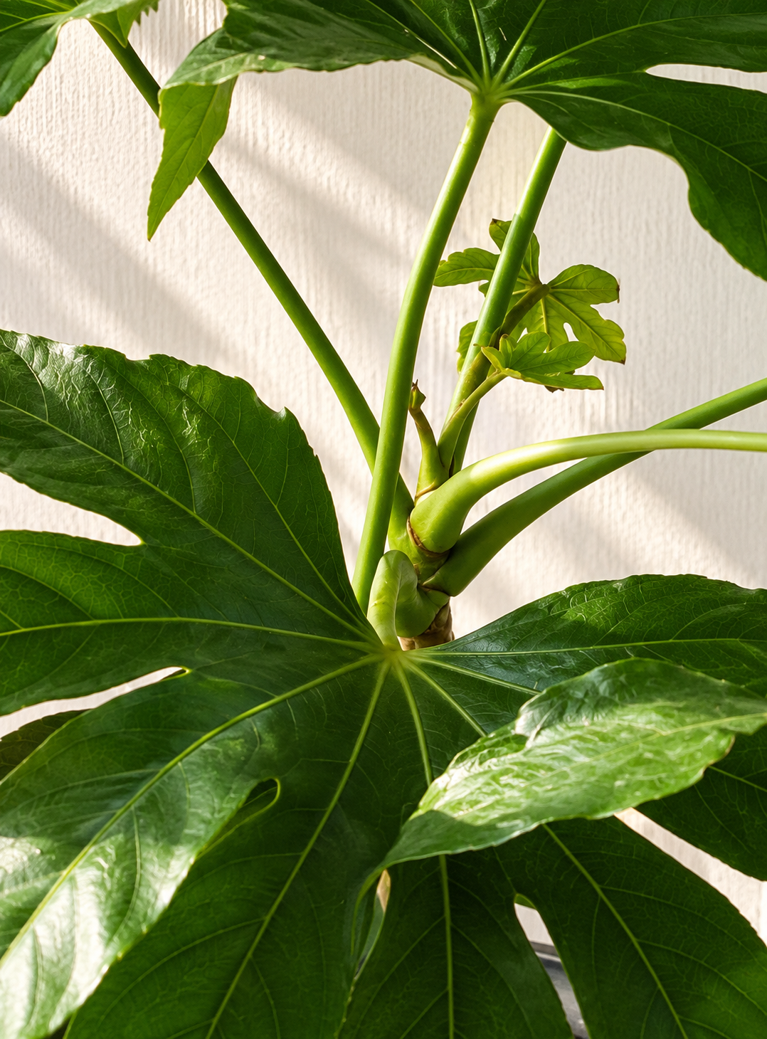 Ariana XL (Aralia Japonica)