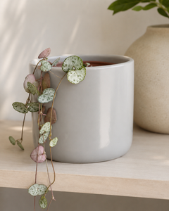Cameron (Ceropegia Woodii M)