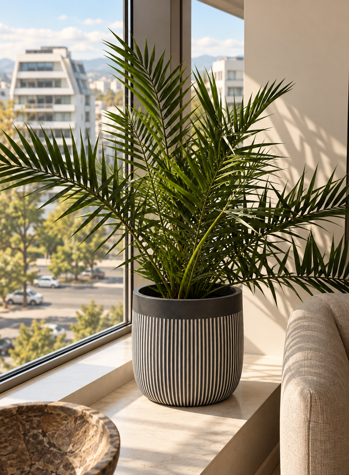 Fenix XL (Palmera Fenix)