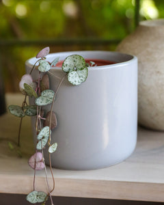 Cameron (Ceropegia Woodii M)