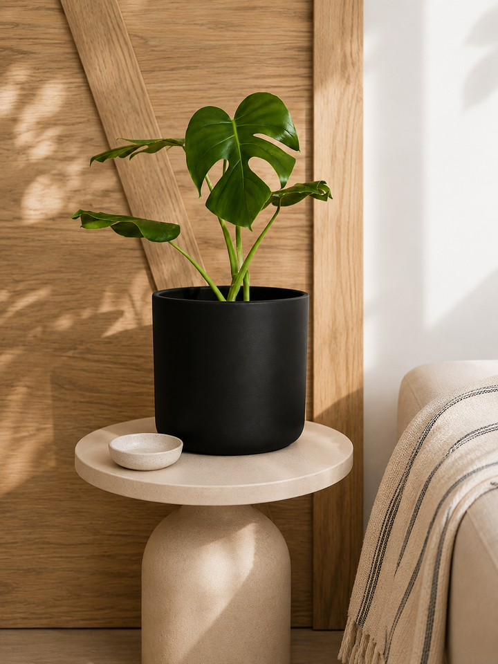 Mariana L (Monstera Deliciosa)
