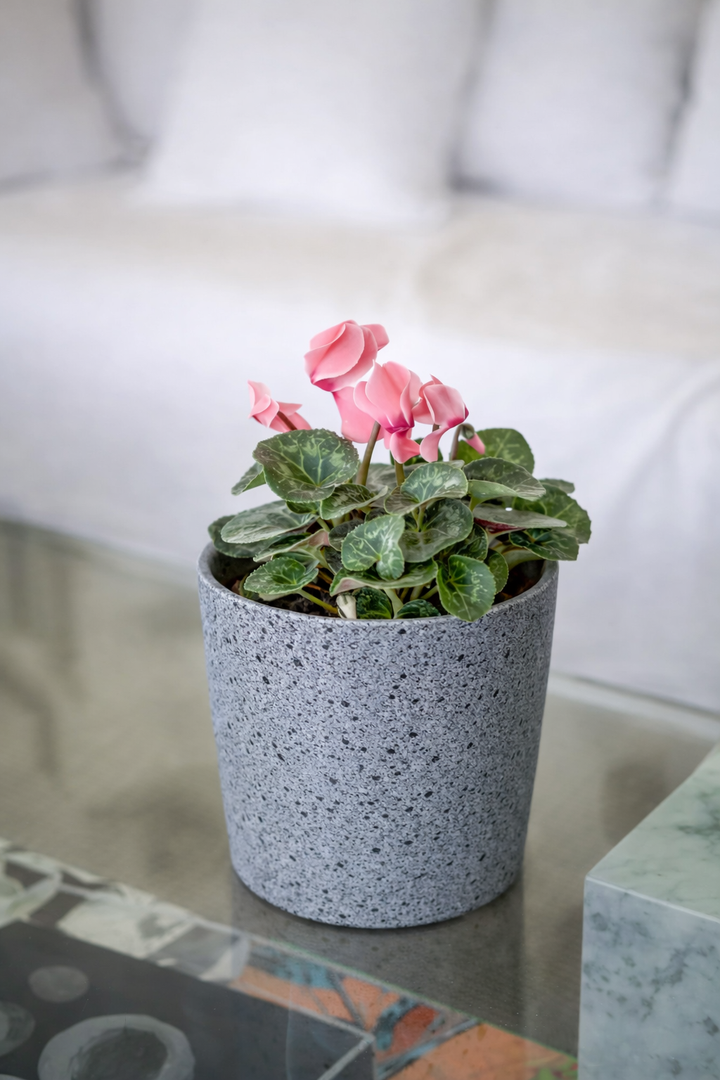 Violeta de Persia (Cyclamen)