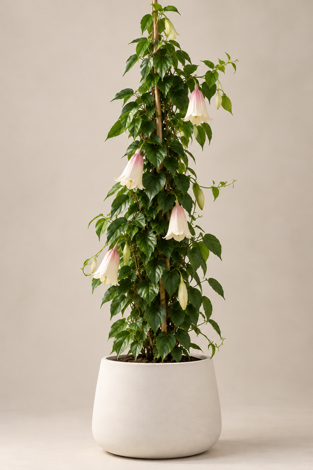 Copihue Blanco (Lapageria rosea var. albiflora)