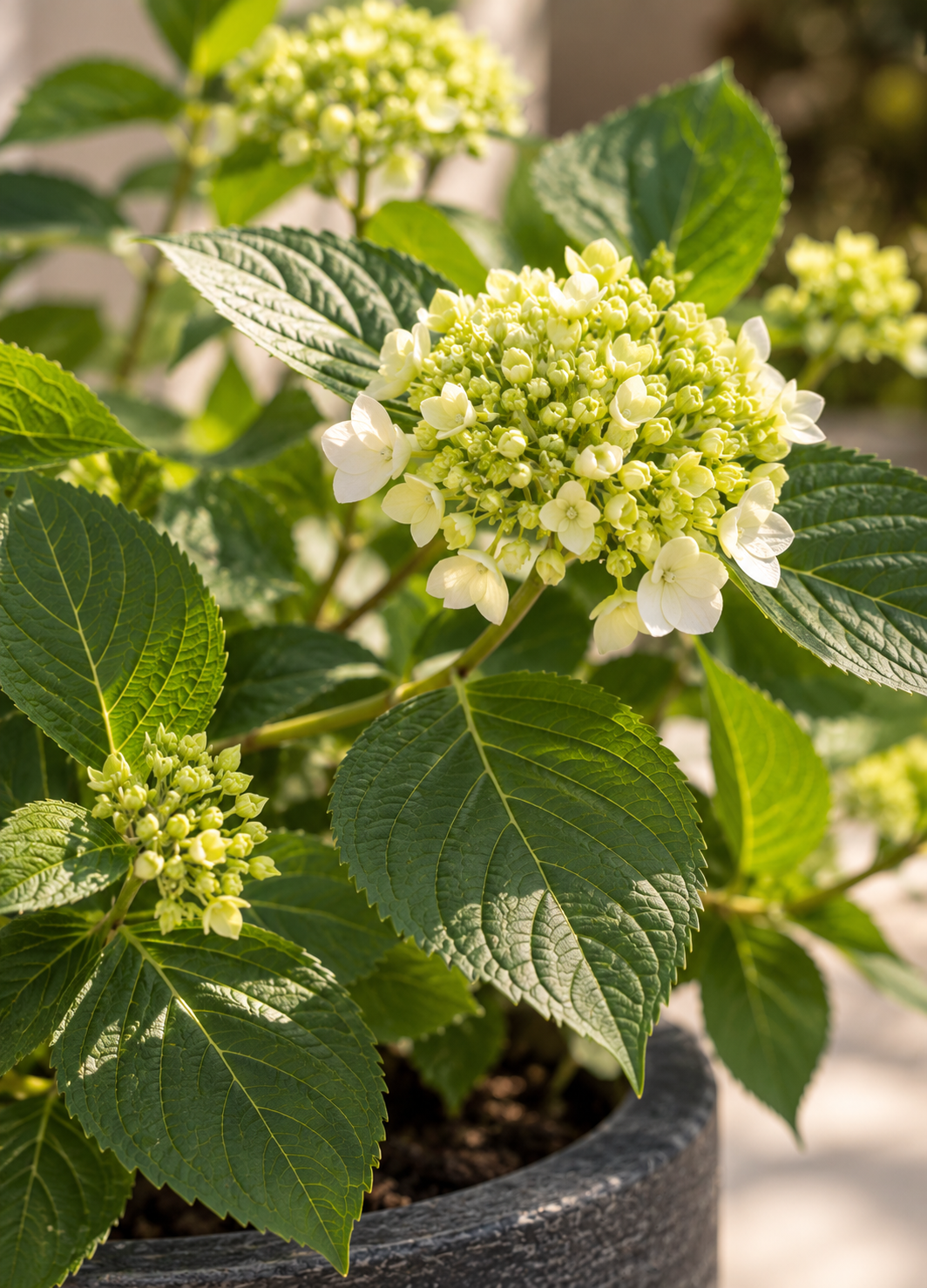 Hortensia L