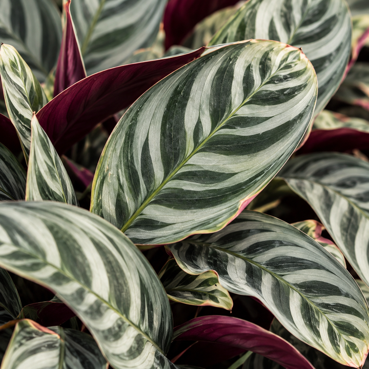 Calathea Burle Marx 5 años