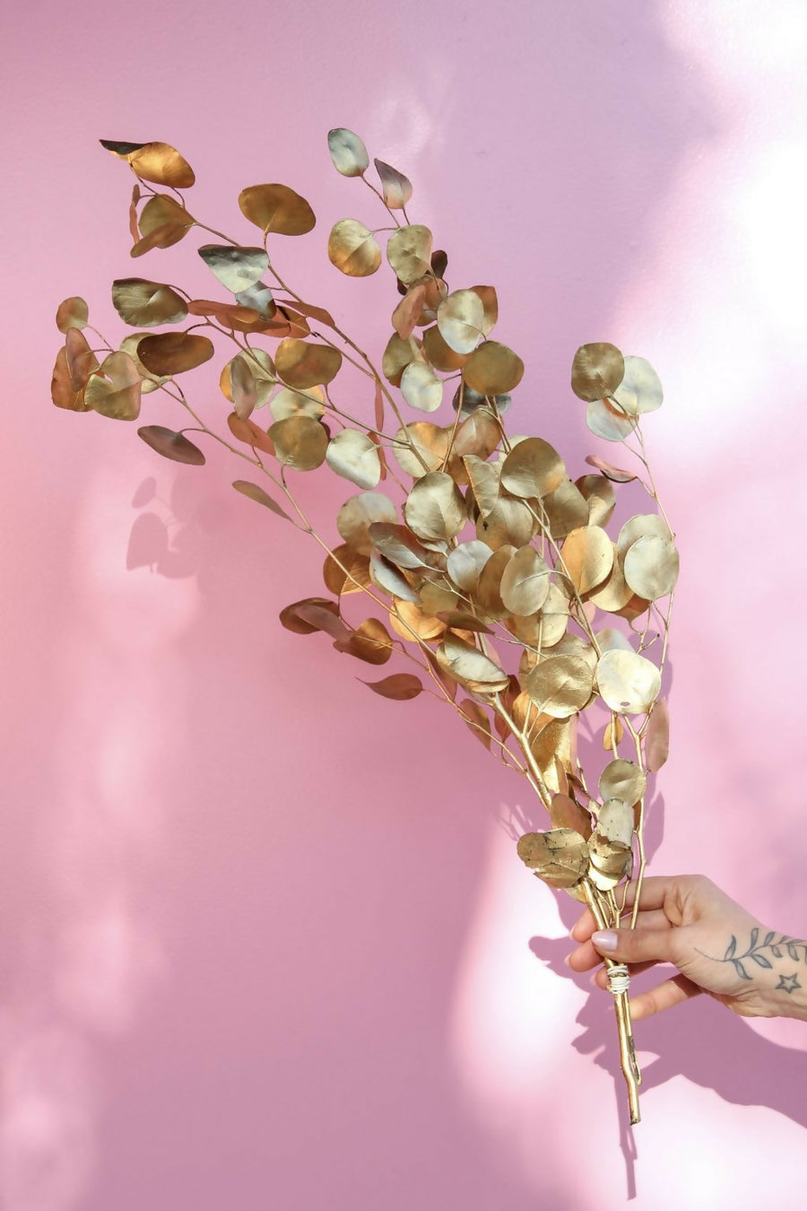 eucalipot populus dorado