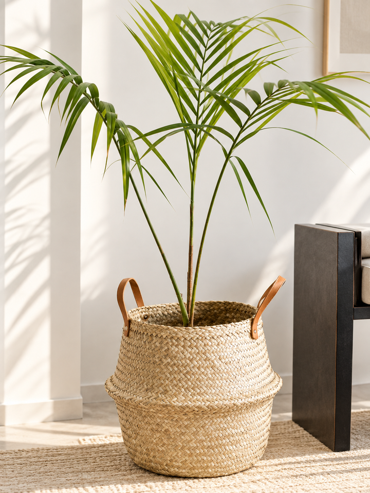 Kenny XL (Palmera Kentia)