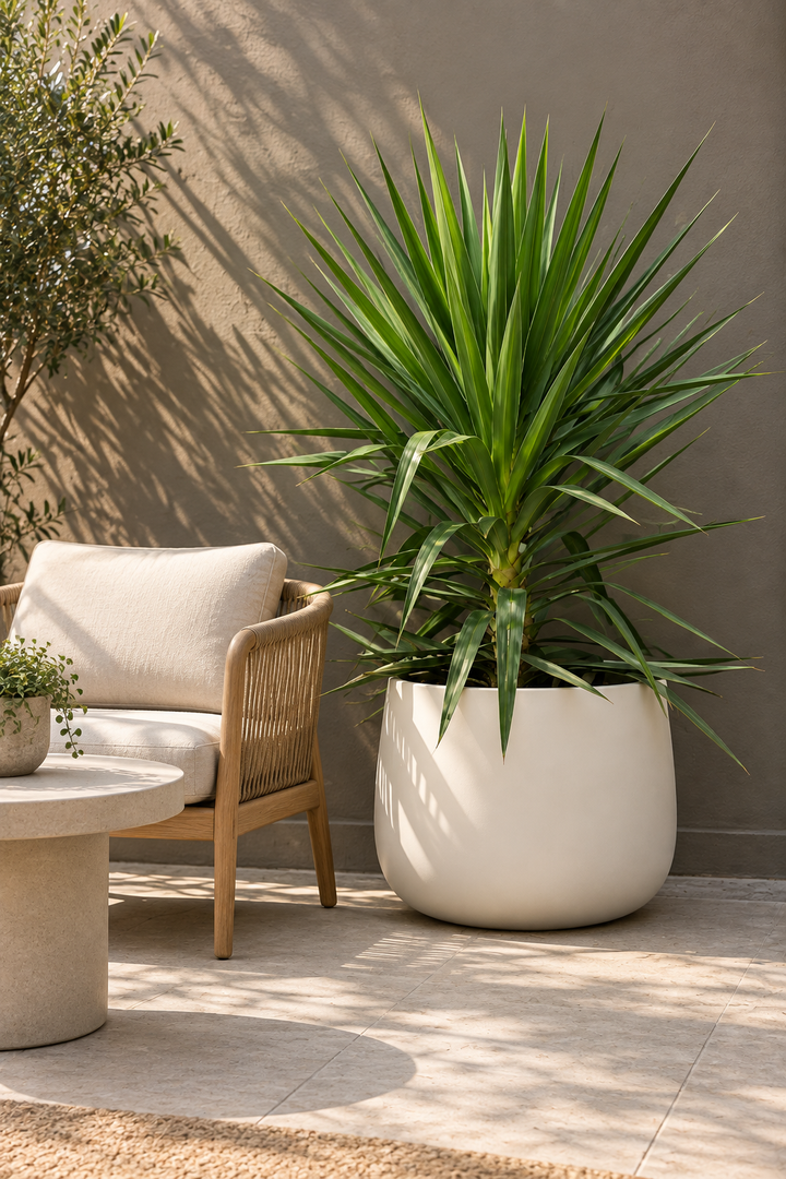 Yuli (Dracena Yucca)