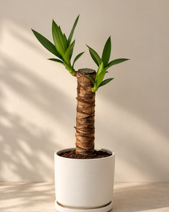 Baby Yolanda M (Yucca)