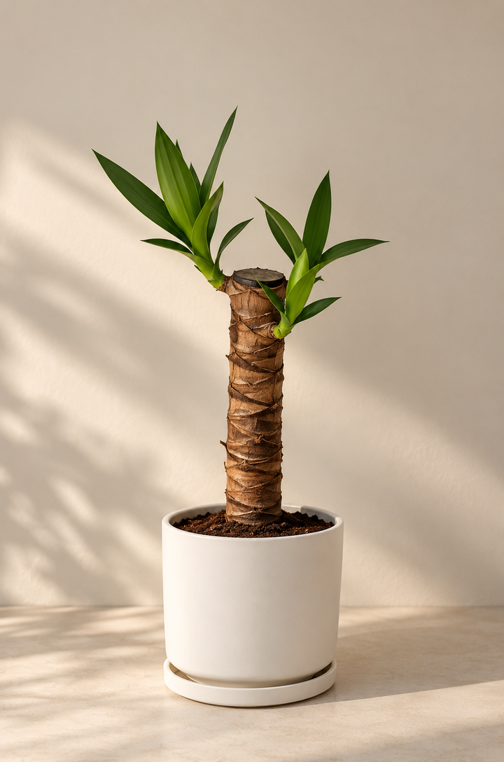Baby Yolanda M (Yucca)