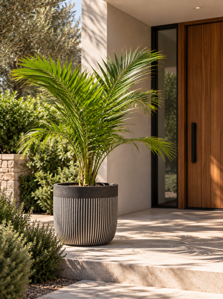 Palmera Phoenix