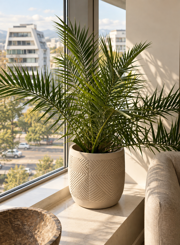 Fenix XL (Palmera Fenix)