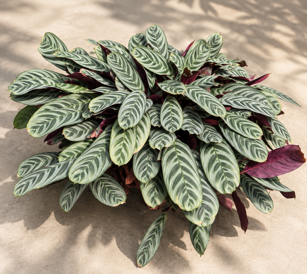 Calathea Burle Marx 5 años