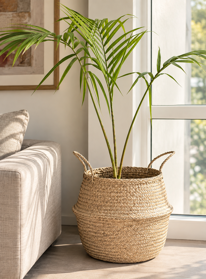Kenny XL (Palmera Kentia)
